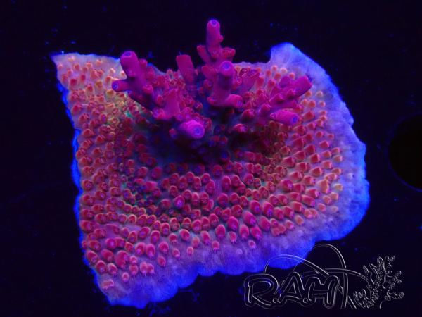 WYSIWYG RAH Acropora Ghost Town 5D3