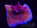WYSIWYG Acropora sp Ultra
