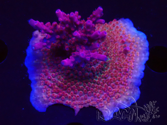 WYSIWYG RAH Acropora Ghost Town 5D4