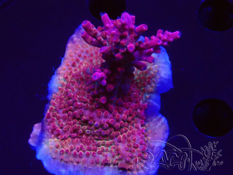 WYSIWYG Acropora sp Ultra