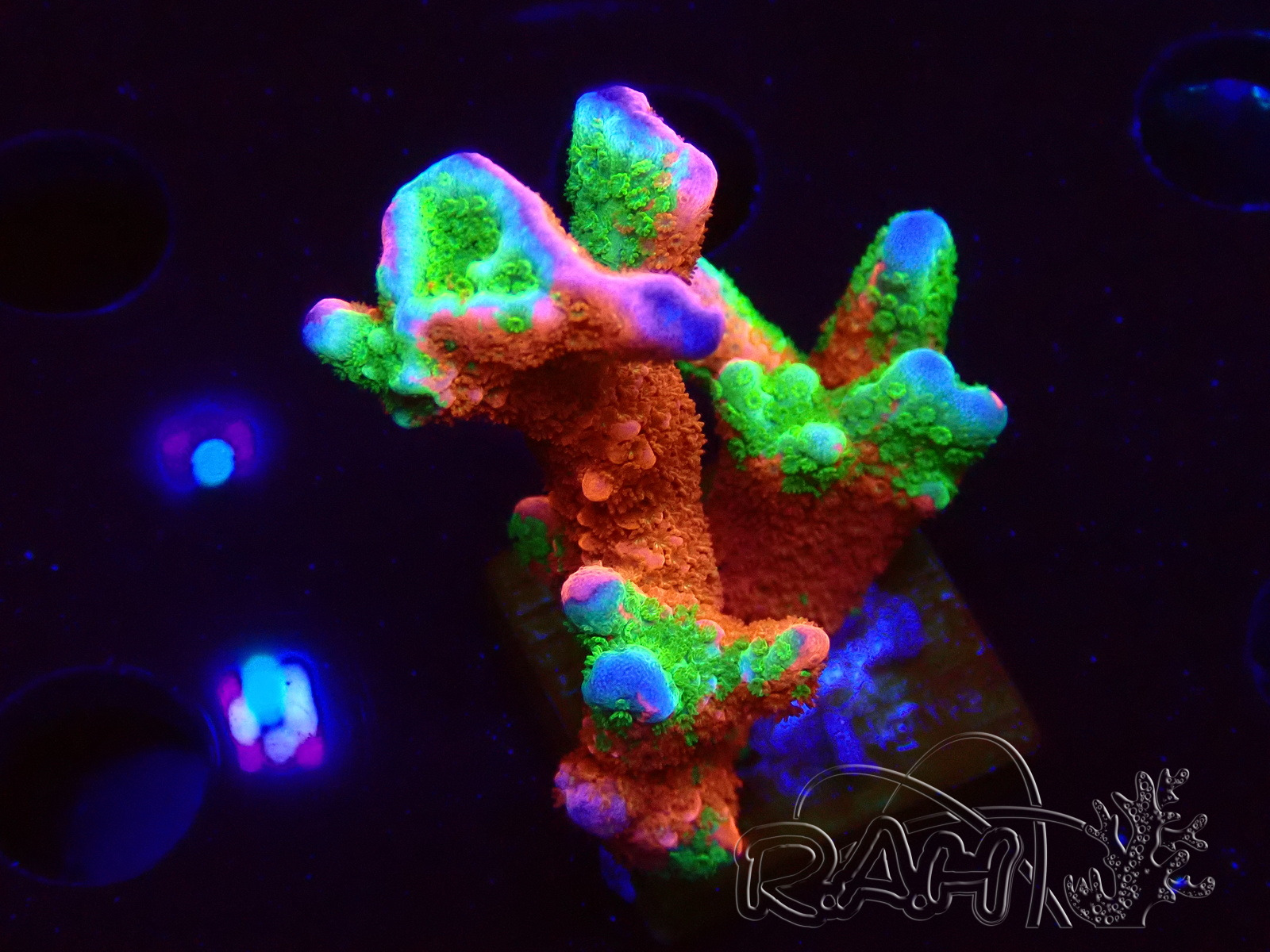 🪸 Mise à jour coraux ! + de 1800 pièces en stock 😍
Cette semaine retrouvez : Acropora Ghost Town, Montipora Contraband Digitata WWC, Goniopora, Euphyllia parrancora,...
Disponible dès maintenant sur
