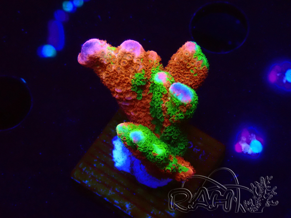 WYSIWYG WWC Montipora Contraband Digitata 5V3