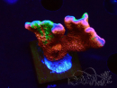 WYSIWYG WWC Montipora Contraband Digitata 5V4