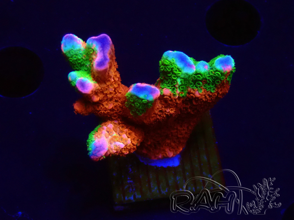 WYSIWYG WWC Montipora Contraband Digitata 5V5