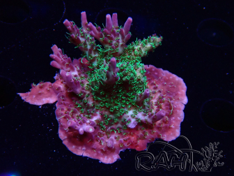 WYSIWYG- RAH Acropora Purple Haze 5B1