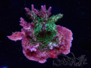 WYSIWYG- RAH Acropora Purple Haze