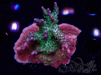 WYSIWYG- RAH Acropora Purple Haze
