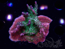 WYSIWYG- RAH Acropora Purple Haze