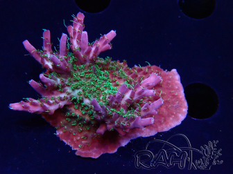 WYSIWYG- RAH Acropora Purple Haze 5B4