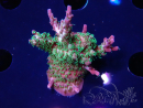 WYSIWYG- RAH Acropora Purple Haze