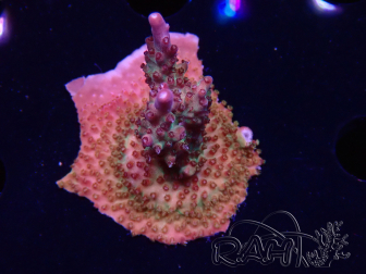 WYSIWYG- RAH Acropora Princess 5A3