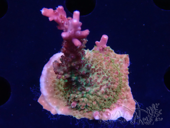WYSIWYG- RAH Acropora Princess