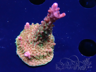 WYSIWYG- RAH Acropora Prinzessin