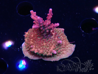 WYSIWYG Acropora millepora Pink
