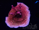 WYSIWYG Acropora