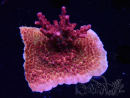 WYSIWYG Acropora sp Ultra