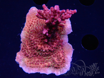 WYSIWYG Acropora sp Ultra