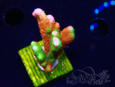 WYSIWYG WWC Montipora Contraband Digitata 5V3