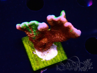 WYSIWYG WWC Montipora Contraband Digitata 5V4