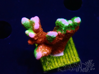 WYSIWYG WWC Montipora Contraband Digitata 5V5