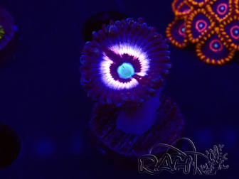 WYSIWYG - Zoanthus Drama Queen 30D1