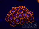 WYSIWYG - Zoanthus Red Hornet 30E2