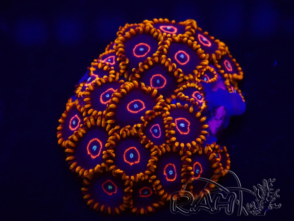 WYSIWYG - Zoanthus Red Hornet 30E5