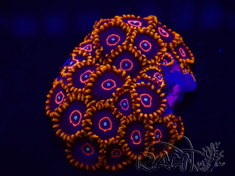 WYSIWYG - Zoanthus Red Hornet