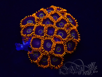 WYSIWYG - Zoanthus Rainbow Hornet 30G1