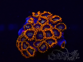 WYSIWYG - Zoanthus Rainbow Hornet