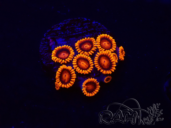 WYSIWYG - Zoanthus Bambam
