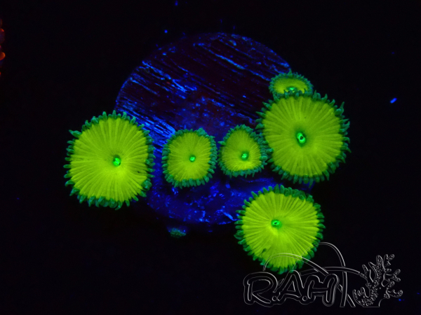 WYSIWYG - RAH Protopalythoa Banana