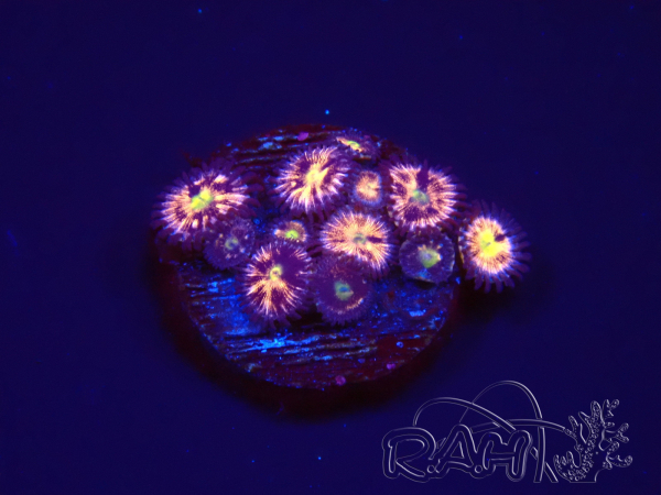 WYSIWYG - RAH Zoanthus Implosion2A7