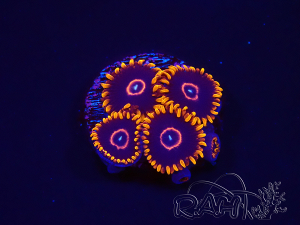 WYSIWYG - Zoanthus Red Hornet