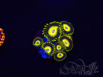 WYSIWYG Zoanthus Scrambled Eggs