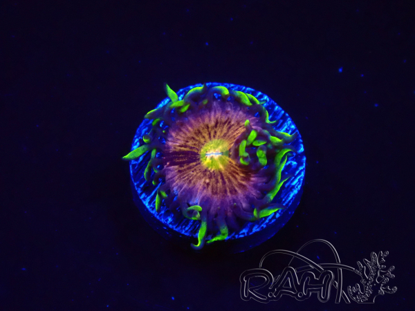 WYSIWYG - WWC Nirvana Palythoa 2P9