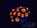 WYSIWYG - Zoanthus Johnny's Pumpkin Seed
