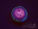 WYSIWYG - Zoanthus Space Monster 2I11