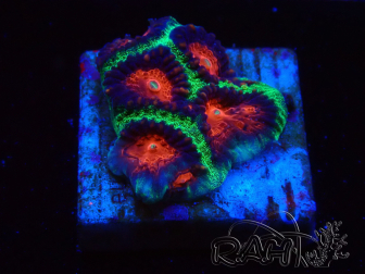 WYSIWYG - RAH Favites pineapple 3E11