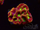 WYSIWYG - RAH Favia Vulcania