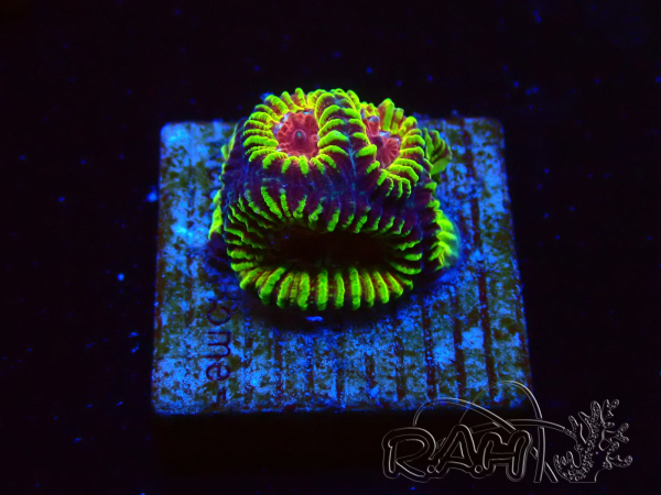 WYSIWYG - RAH Favia Red Barcode