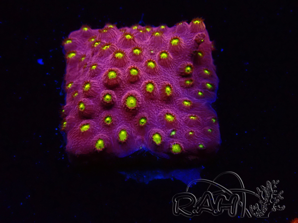 WYSIWYG - CB Cyphastrea Blingbling 3M8