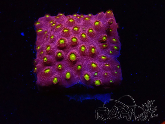 WYSIWYG - CB Cyphastrea Blingbling 3M8