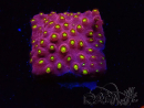 WYSIWYG - CB Cyphastrea Blingbling 3M8