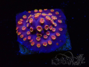 WYSIWYG - RAH Cyphastrea Purple Rain 3O10