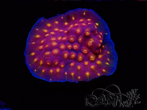 WYSIWYG - WWC Cyphastrea Rainbow Madness
