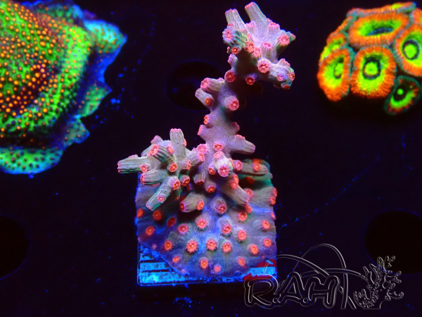 WYSIWYG - RAH Cyphastrea decadia Rosso
