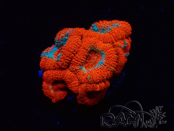 WYSIWYG - RAH Micromussa Lava Burst B2