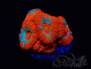 WYSIWYG - RAH Micromussa Lava Burst C2