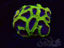 WYSIWYG - TGC Favia Wolverine
